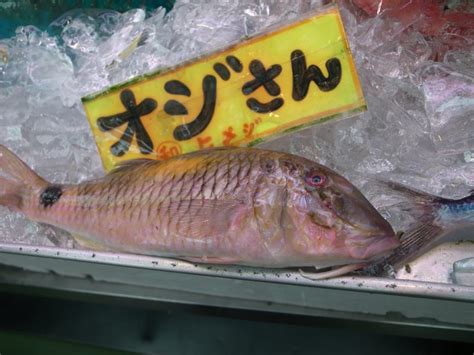 おばさん魚|おばさんと呼ばれている魚がいる？！